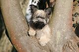 SKYE TERRIER 051